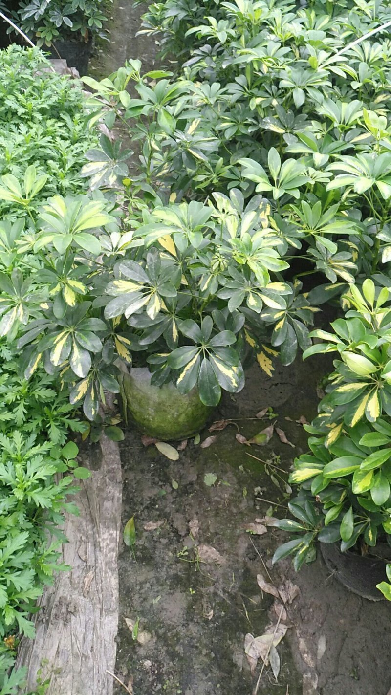 大量批发绿化苗木承接工程