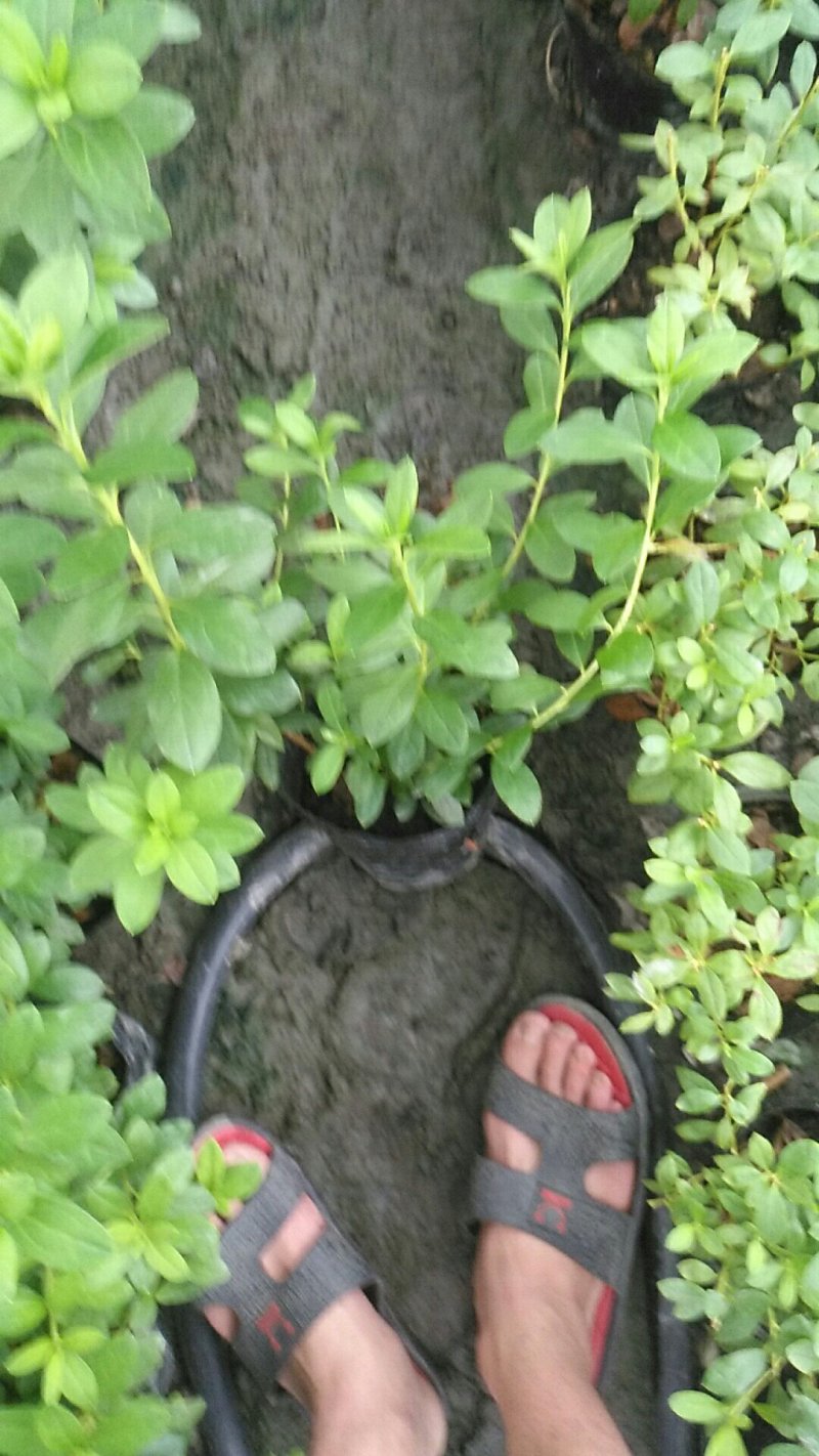 大量批发绿化苗木承接工程