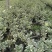 大量批发绿化苗木承接工程
