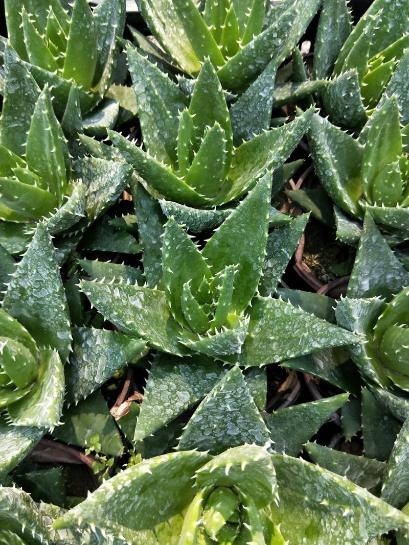 芦荟优质芦荟盆栽产地直发欢迎实地看货