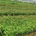 三角梅【勒杜鹃】叶子花，安格斯，各种规格品种