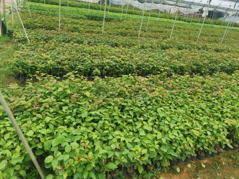 三角梅【勒杜鹃】叶子花，安格斯，各种规格品种