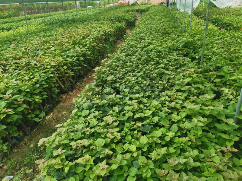 三角梅【勒杜鹃】叶子花，安格斯，各种规格品种