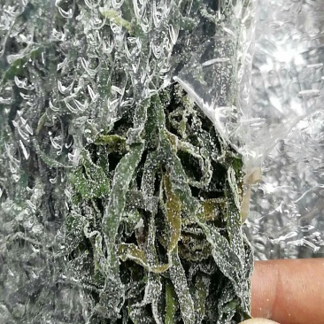 批发烘干盐渍海带丝厚丝藻类干货干海带丝跑江湖摆地摊地货源