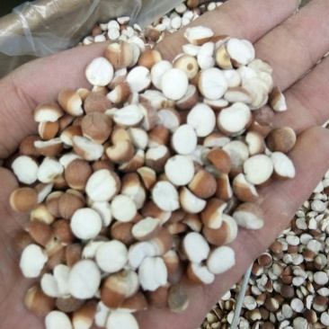 【好货】芡实米肇庆芡实米鸡头米规格齐全24小时发货
