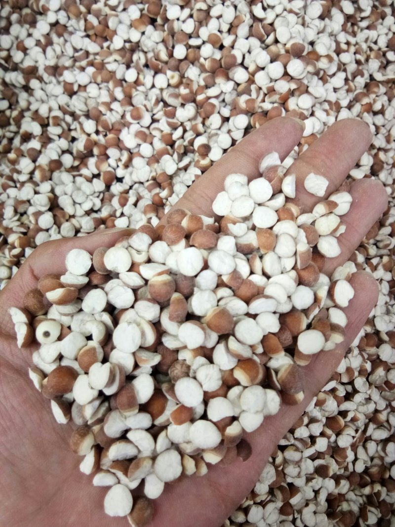 【好货】芡实米肇庆芡实米鸡头米规格齐全24小时发货