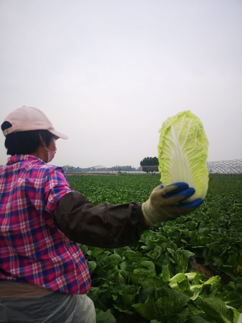 精品娃娃菜大娃娃菜小娃娃菜24小时随时看货