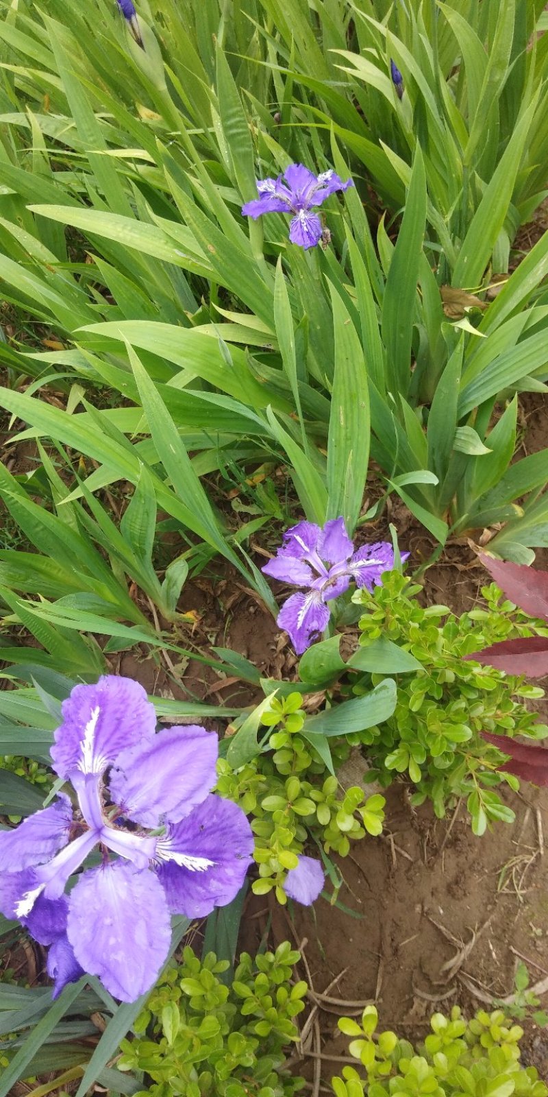 自家种植鸢尾花，蝴蝶兰鸢尾花，紫色，黄色庭院工程绿化