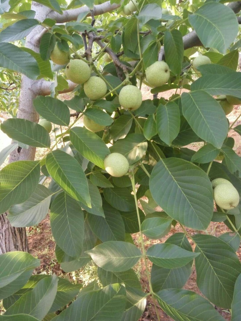 青皮核桃大量上市，需要的老板可以联系我了