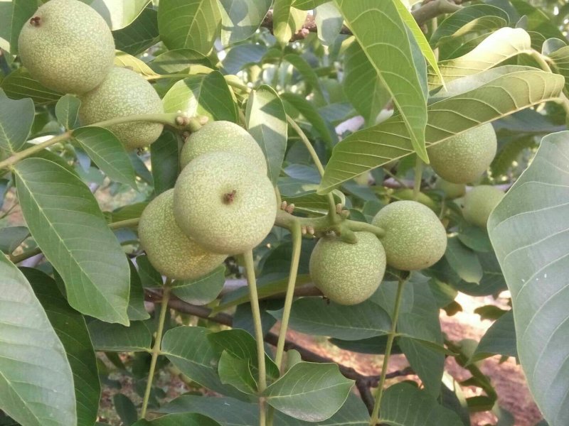 青皮核桃大量上市，需要的老板可以联系我了