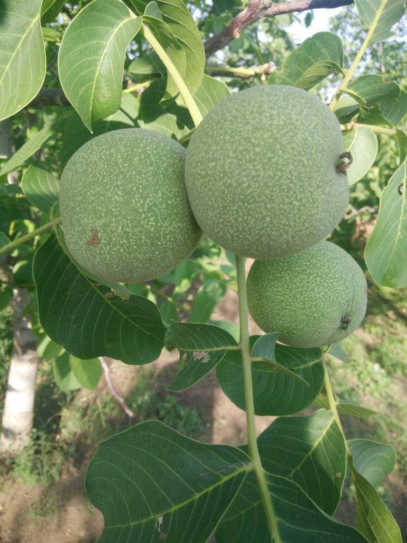 青皮核桃大量上市，需要的老板可以联系我了