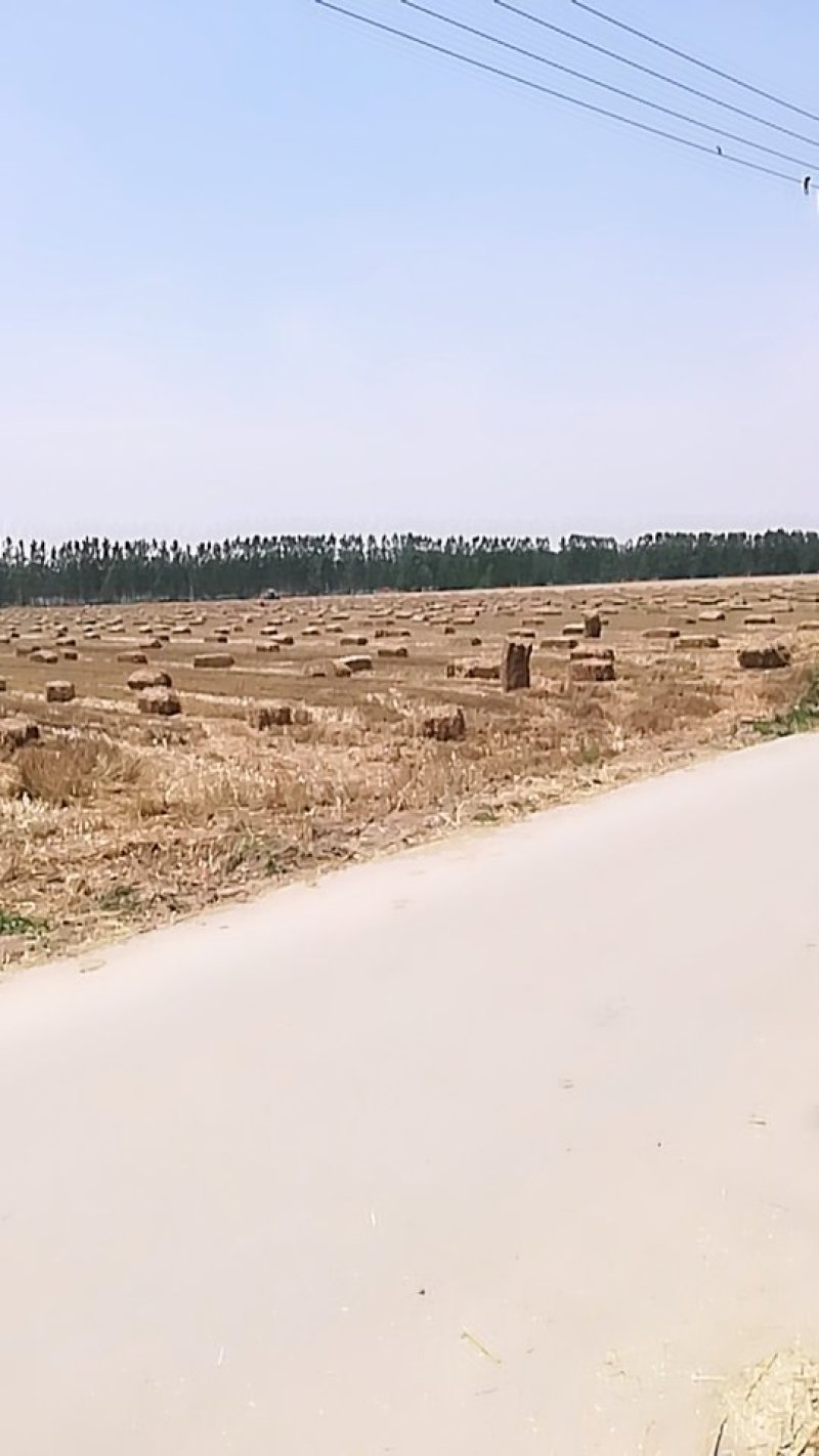 小麦秸秆