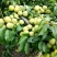 大量出售脱骨李，脆李，脆甜口渴新鲜货
