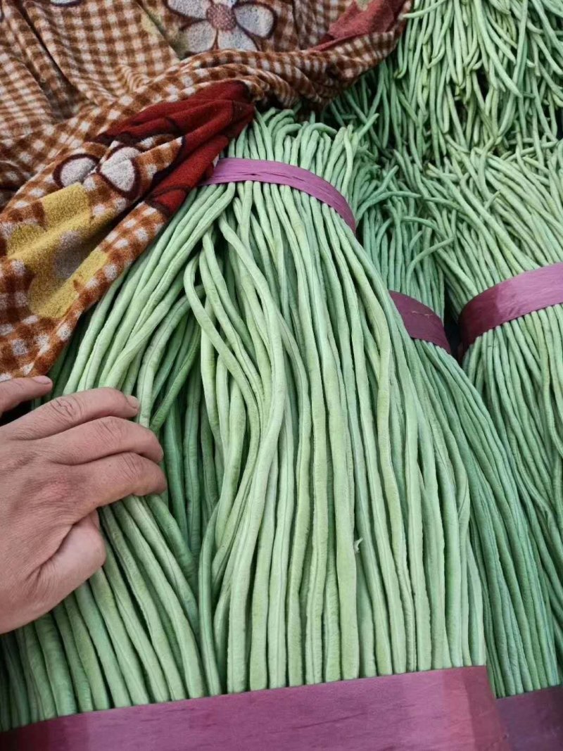 【推荐】产地大量供应精品长豆角，人工包装冷库齐全