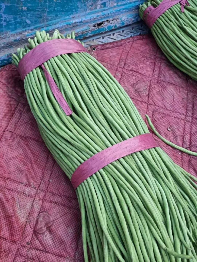 【推荐】产地大量供应精品长豆角，人工包装冷库齐全