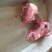 猪尾骨