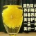金丝皇菊