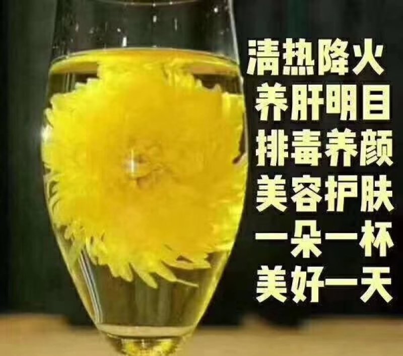 金丝皇菊