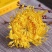 金丝皇菊