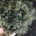 振兴药材批发供应蒲公茶保质保量常年供应诚信合作薄利