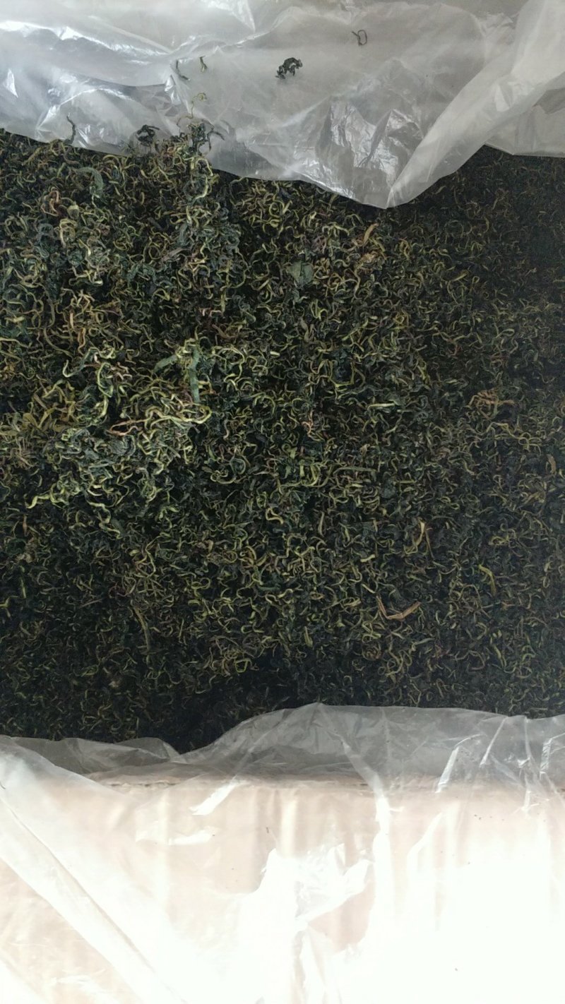 振兴药材批发供应蒲公茶保质保量常年供应诚信合作薄利