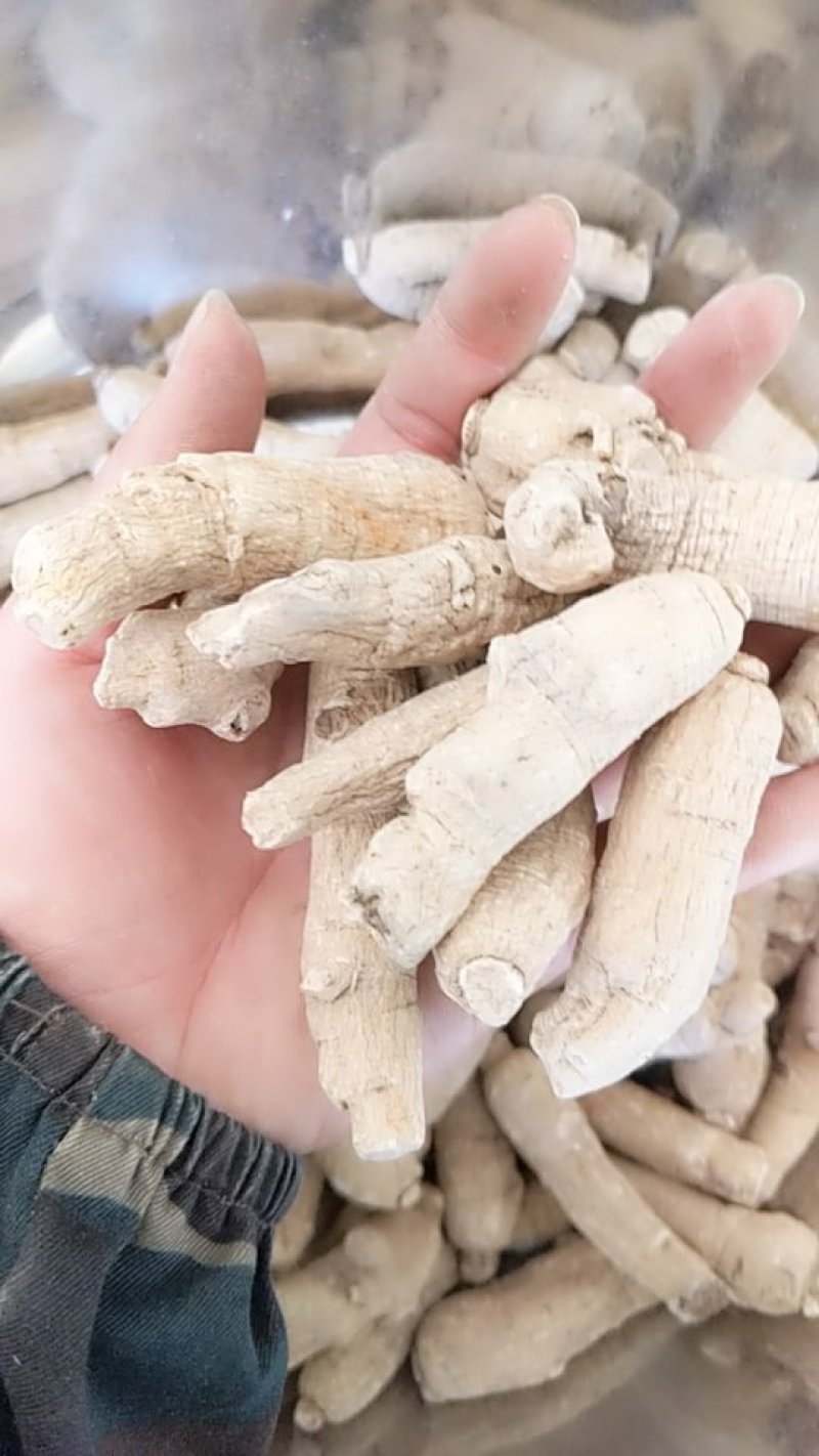振兴药材批发供应西洋参个保质保量常年供应诚信合作