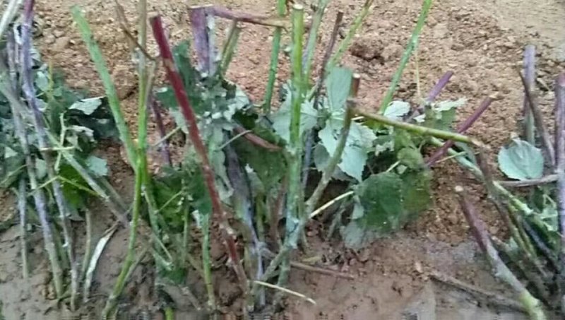 双季红黄黑树莓