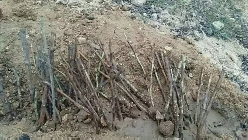 双季红黄黑树莓