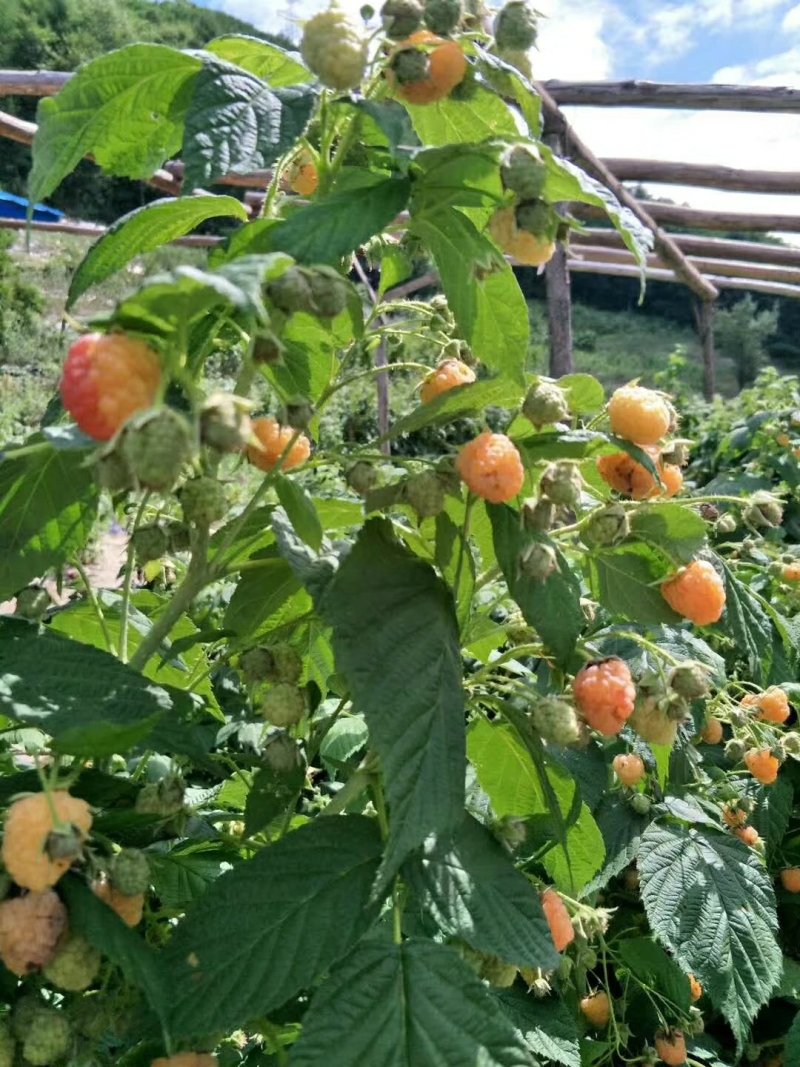 双季红黄黑树莓