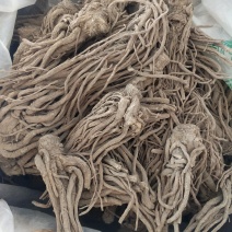 振兴药材批发供应无硫当归个保质保量常年供应诚信合作