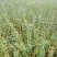 精品枳壳苗0.4-0.8规格齐全成活率高苗圃基地直发