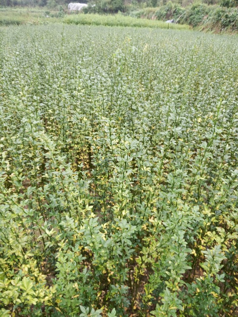 精品枳壳苗0.4-0.8规格齐全成活率高苗圃基地直发
