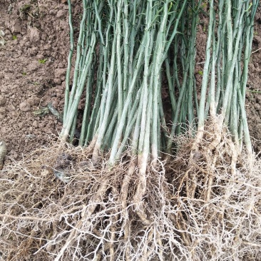 精品枳壳苗0.4-0.8规格齐全成活率高苗圃基地直发