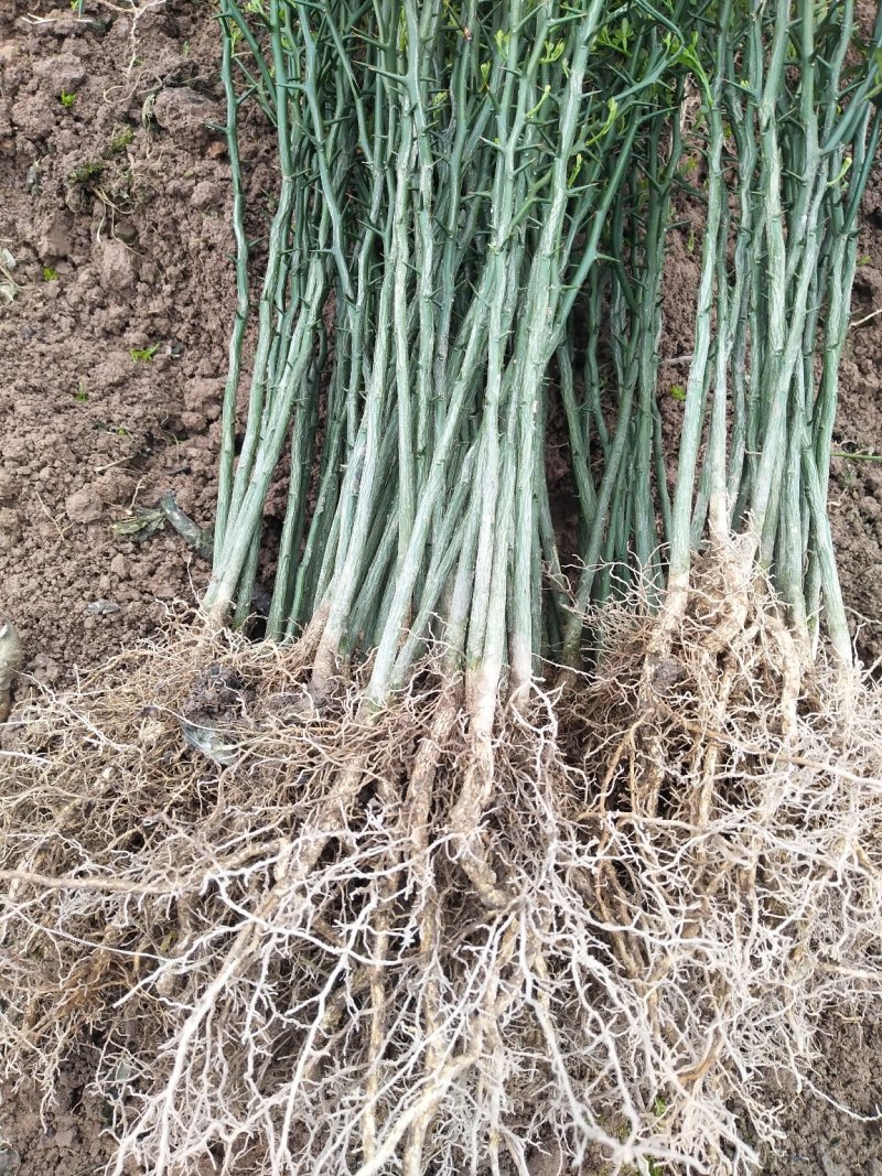 精品枳壳苗0.4-0.8规格齐全成活率高苗圃基地直发