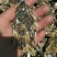牡蛎