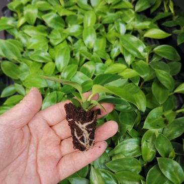 金钻泰国绿钻钻穴盘苗泰钻观叶植物吸甲醛大盆栽