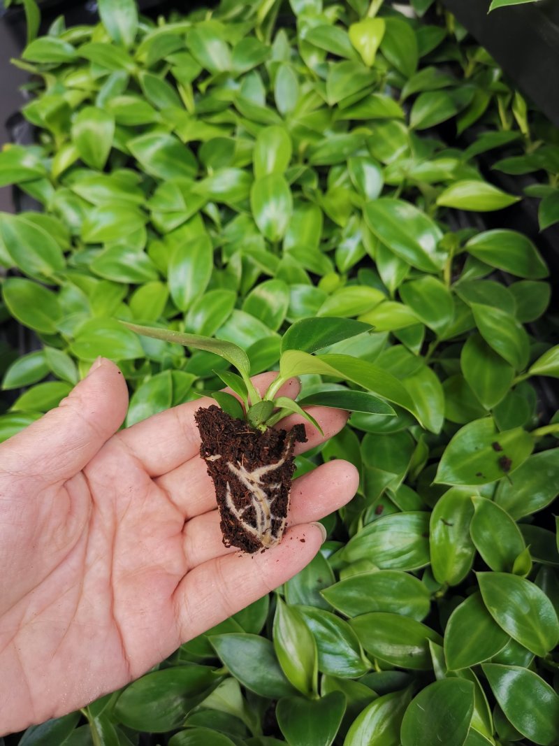 金钻泰国绿钻钻穴盘苗泰钻观叶植物吸甲醛大盆栽