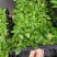 金钻泰国绿钻钻穴盘苗泰钻观叶植物吸甲醛大盆栽