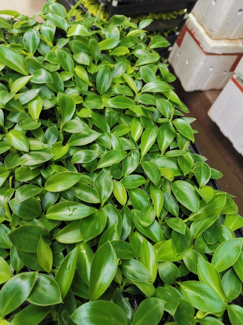 金钻泰国绿钻钻穴盘苗泰钻观叶植物吸甲醛大盆栽