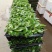 金钻泰国绿钻钻穴盘苗泰钻观叶植物吸甲醛大盆栽