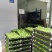 金钻泰国绿钻钻穴盘苗泰钻观叶植物吸甲醛大盆栽
