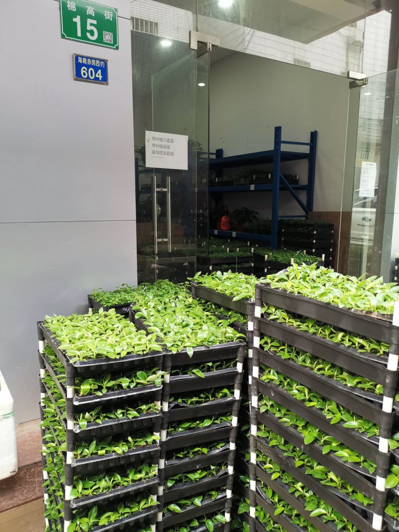 金钻泰国绿钻钻穴盘苗泰钻观叶植物吸甲醛大盆栽
