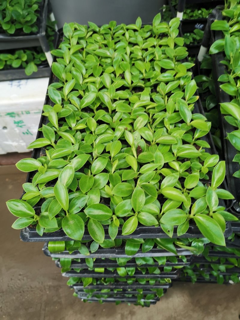 金钻泰国绿钻钻穴盘苗泰钻观叶植物吸甲醛大盆栽