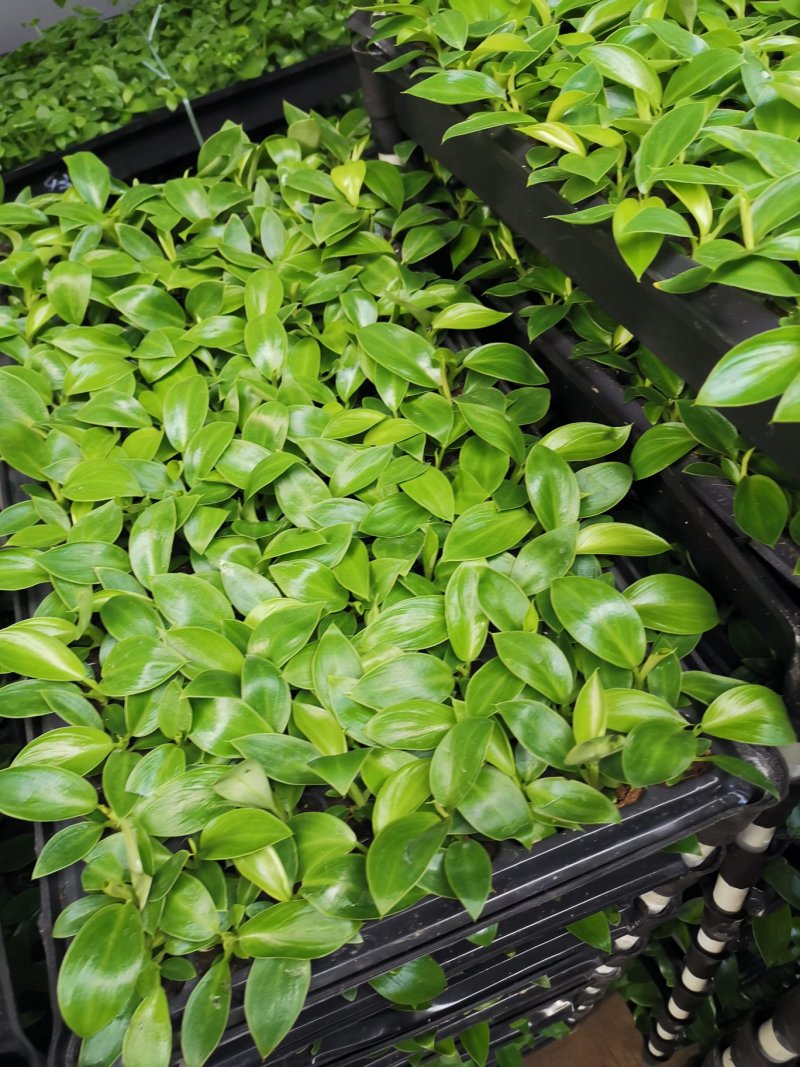 金钻泰国绿钻钻穴盘苗泰钻观叶植物吸甲醛大盆栽