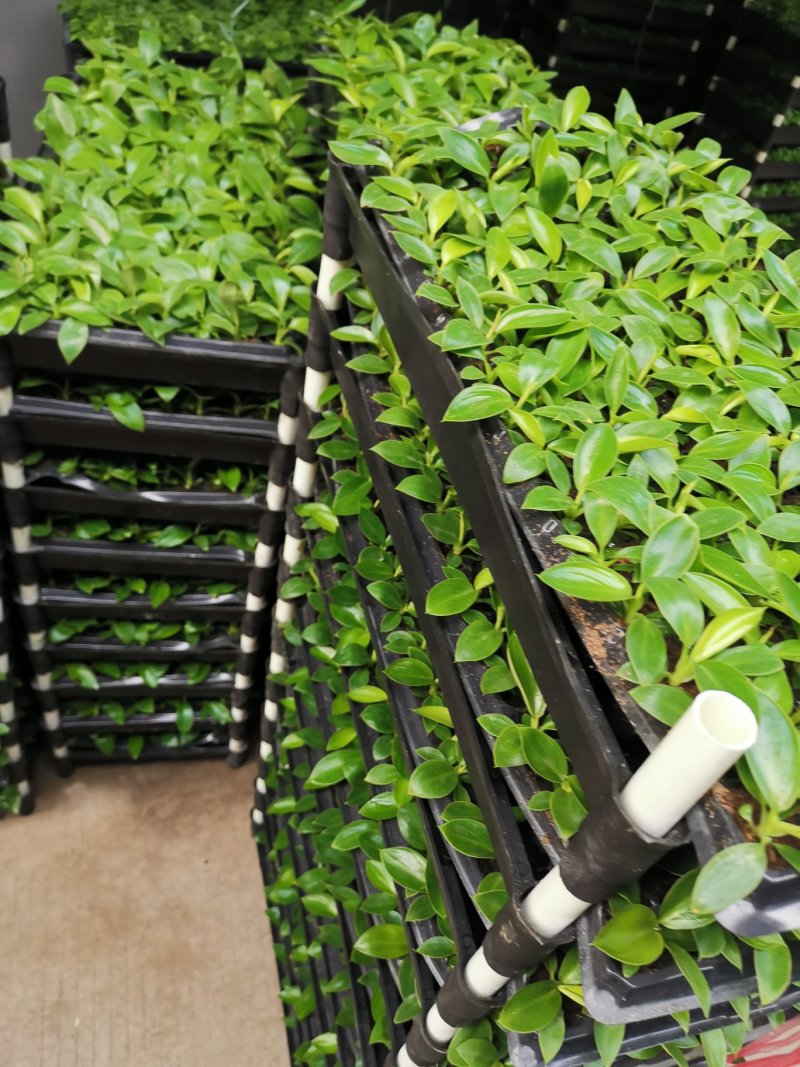 金钻泰国绿钻钻穴盘苗泰钻观叶植物吸甲醛大盆栽