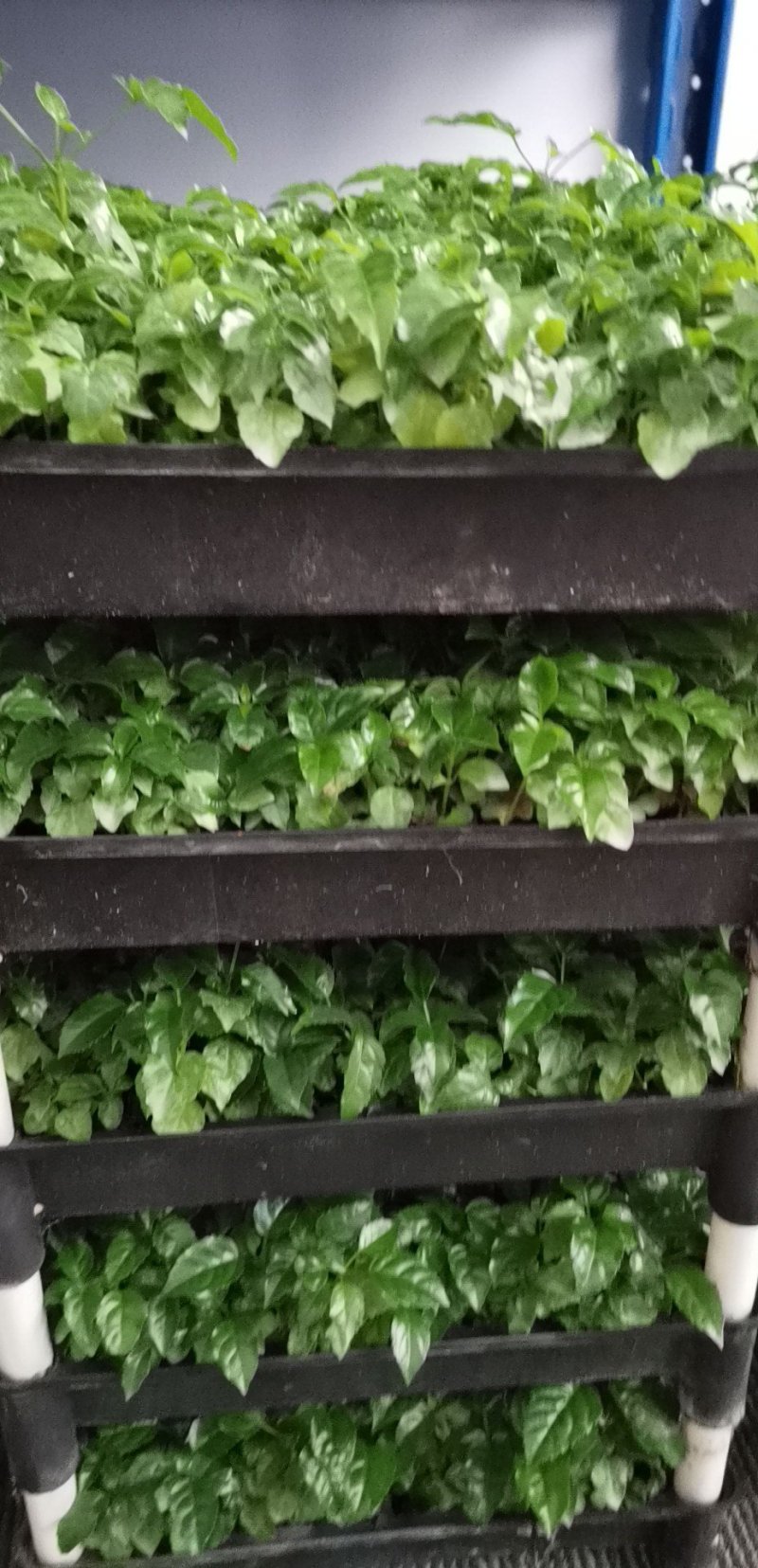 绿宝平筛苗喜阳花卉大盆栽小盆栽观叶植物
