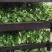 绿宝平筛苗喜阳花卉大盆栽小盆栽观叶植物