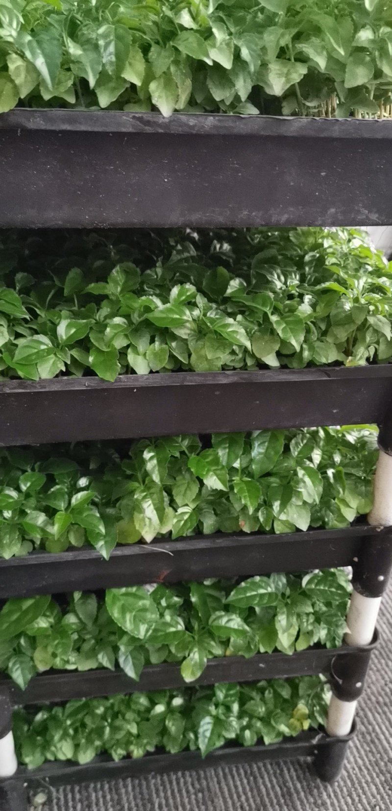 绿宝平筛苗喜阳花卉大盆栽小盆栽观叶植物