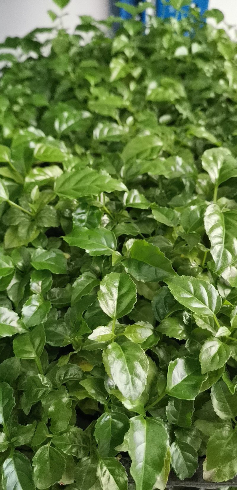 绿宝平筛苗喜阳花卉大盆栽小盆栽观叶植物