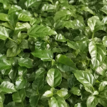 绿宝平筛苗喜阳花卉大盆栽小盆栽观叶植物